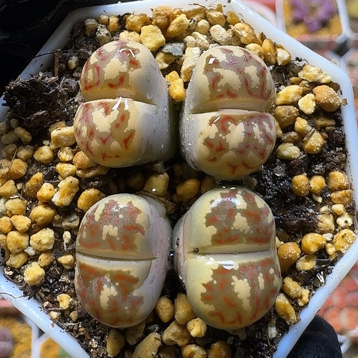 11111生石花。  265