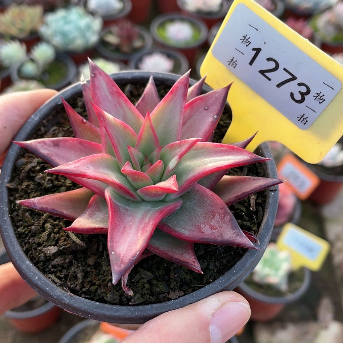 【闪购商品】1273号