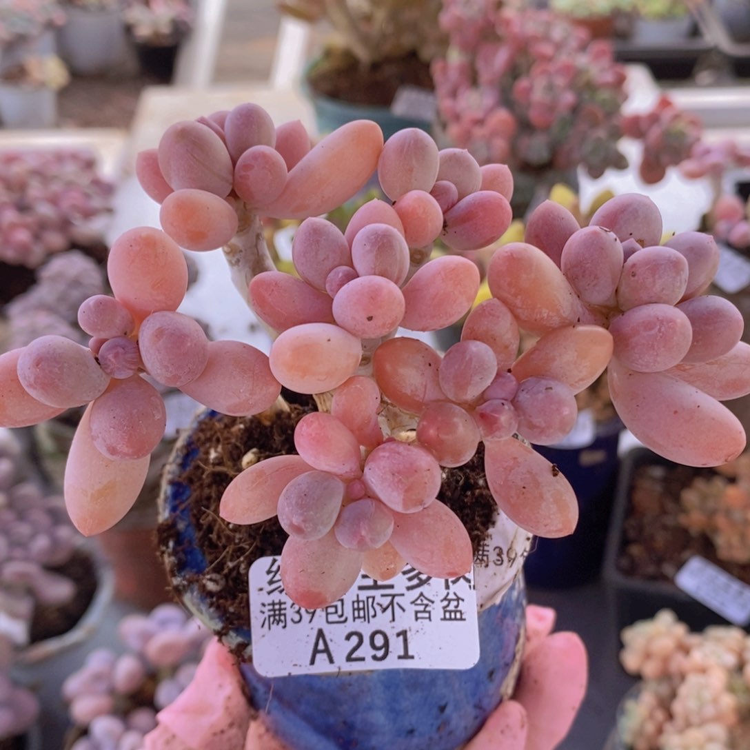 香水手指奶老桩11cm291多肉植物