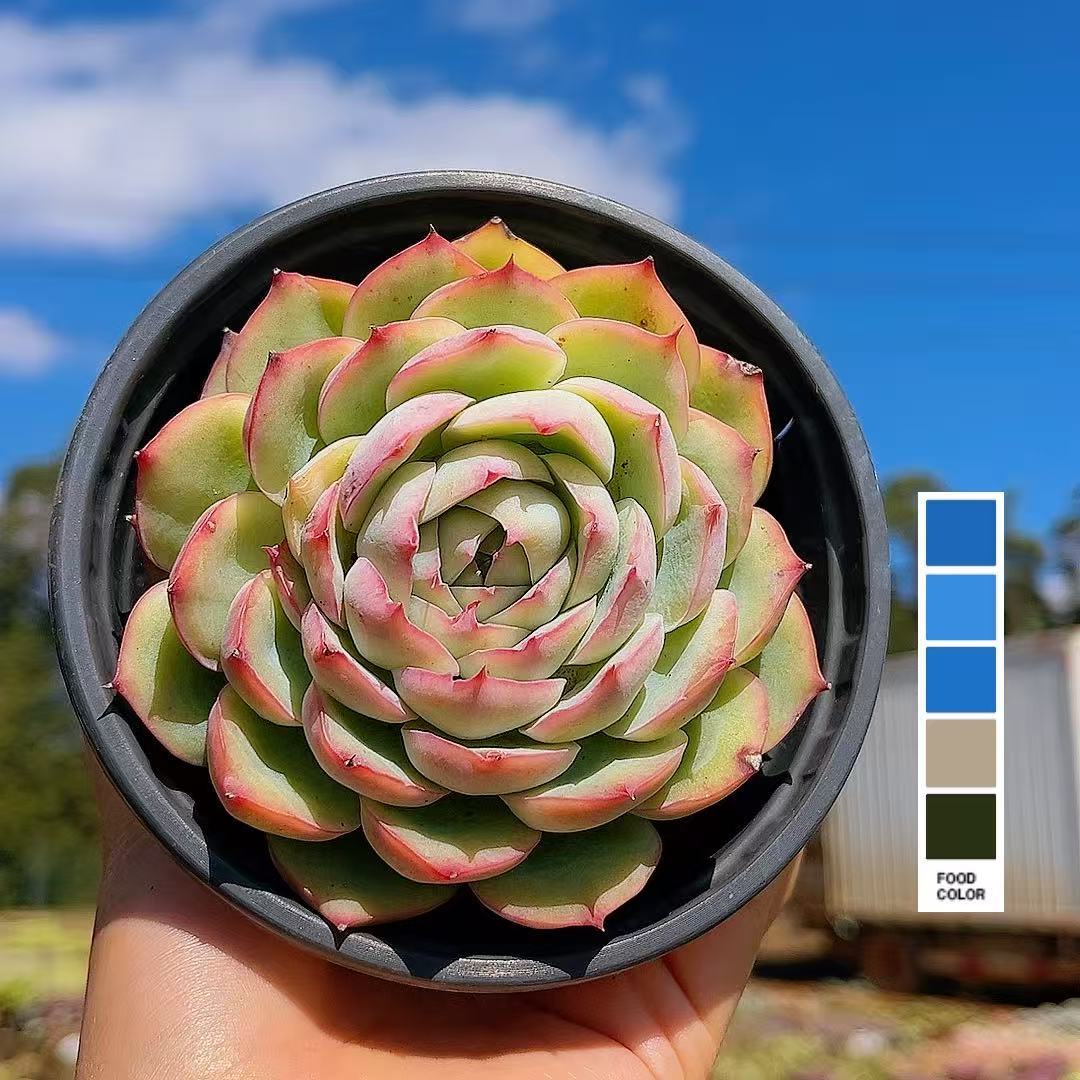 福利款 侧影（带盆） 多肉【满15包邮】 以直播间为准  