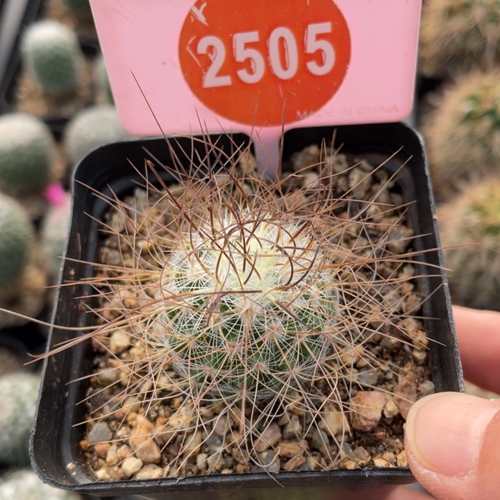 贝***@实生海泉25050000000