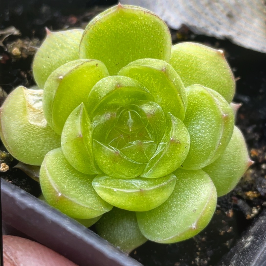 优珍吉娃娃20粒，超推荐