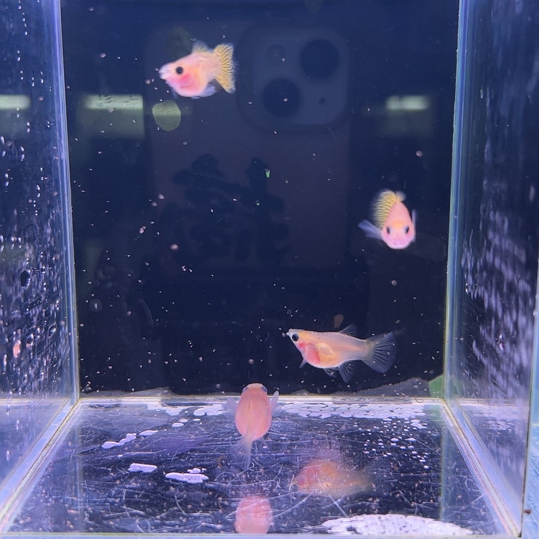 孔雀鱼黄蕾丝玻璃球2对