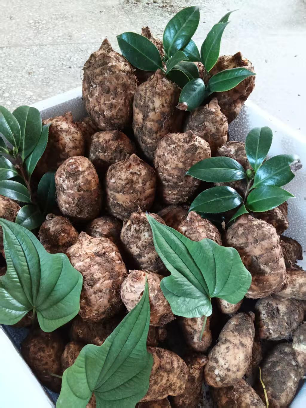 云南昭通天麻，可炖鸡，炖鸭（买三斤送半斤，买5送一斤）