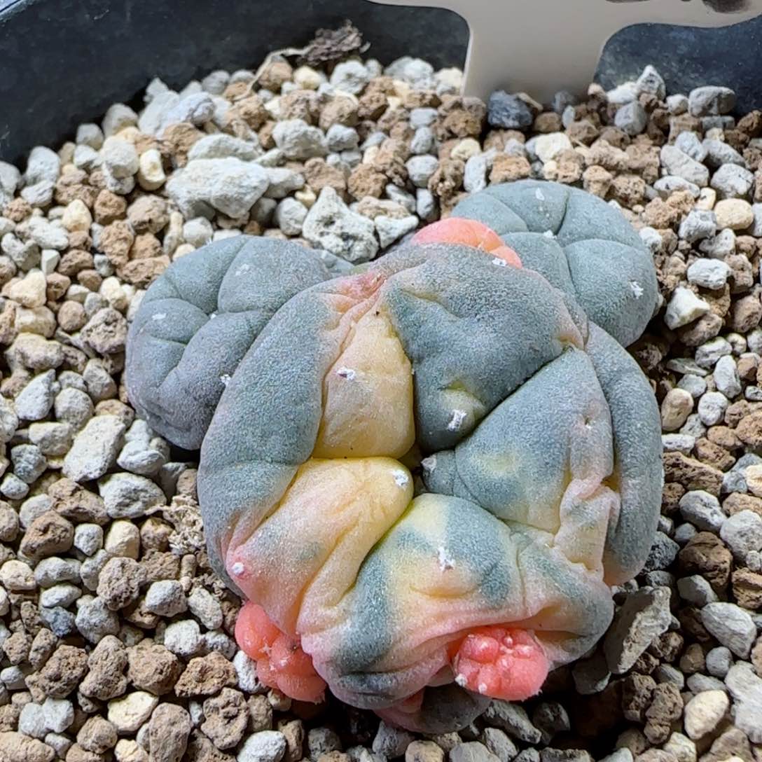 侧芽自根草球锦多肉0000