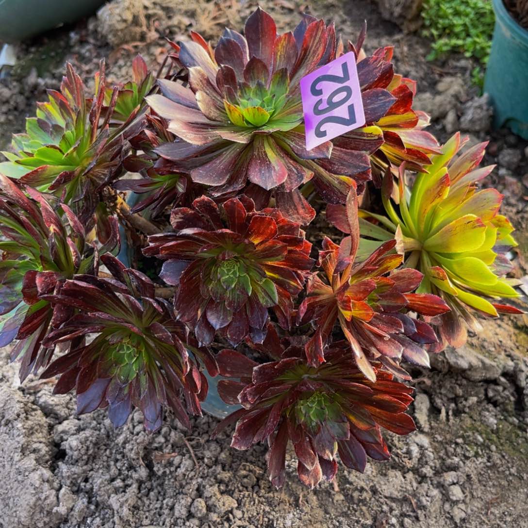 莫兰迪法师26。///19包邮