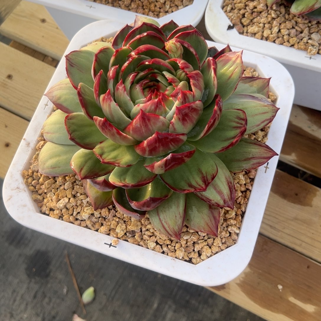 @***6补差价惊鸿仙子多肉