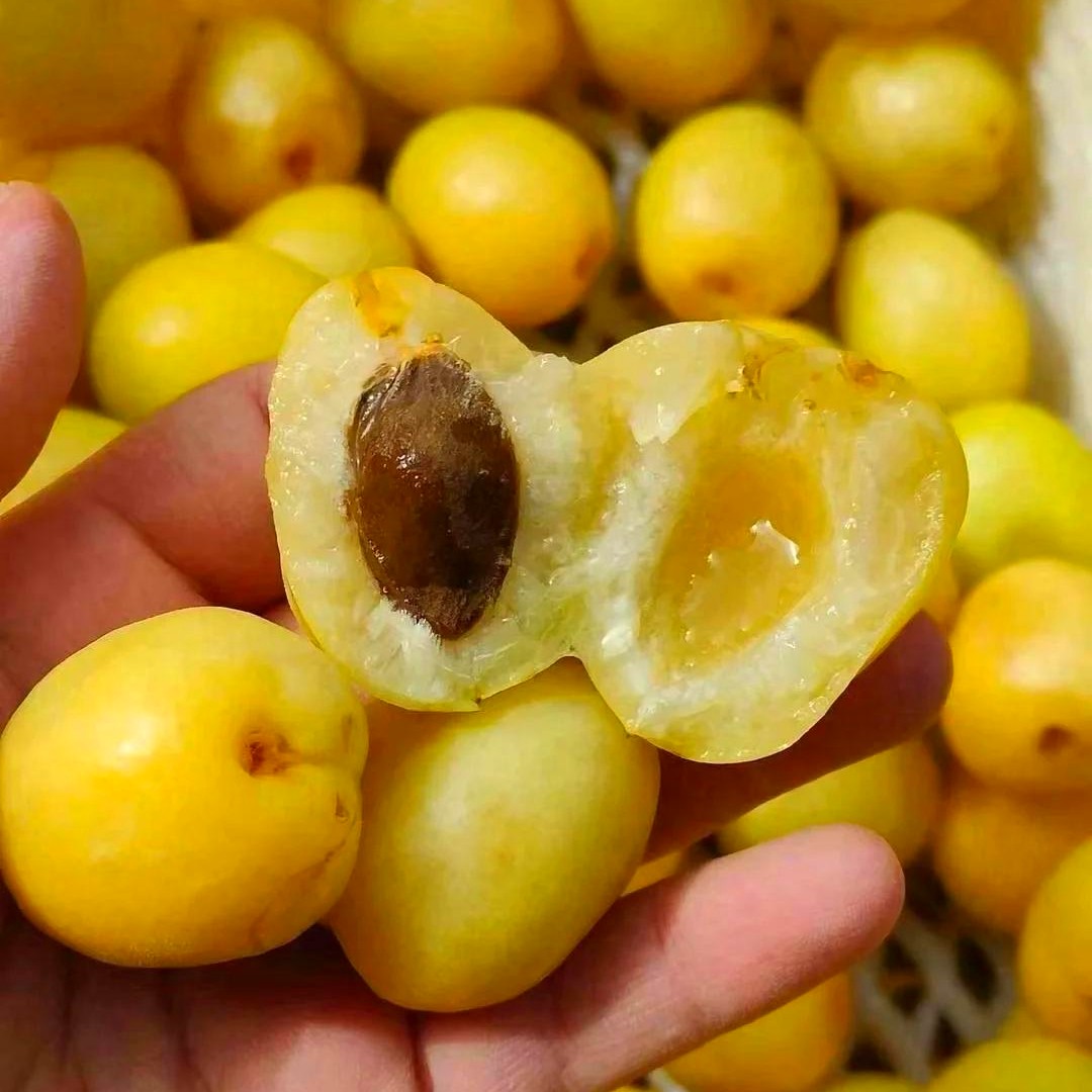 新疆轮台小白杏1公斤净重包邮到家新疆维吾尔自治区