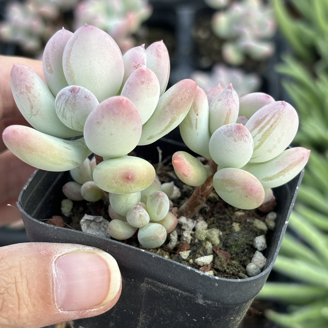 满15包邮精品苹果奶群多肉植物