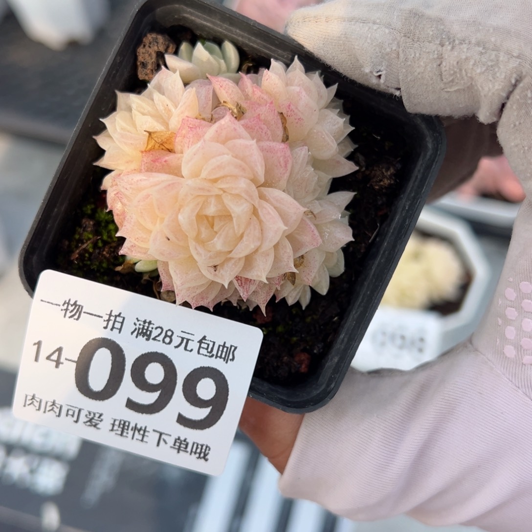 麦秆，多肉多肉多肉多肉