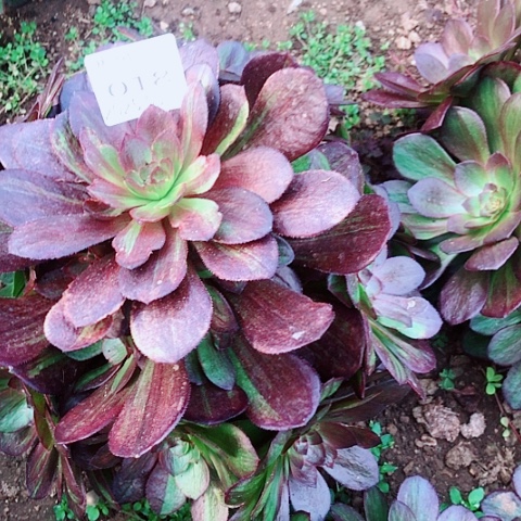 开**心3.6-18花月夜多肉植物