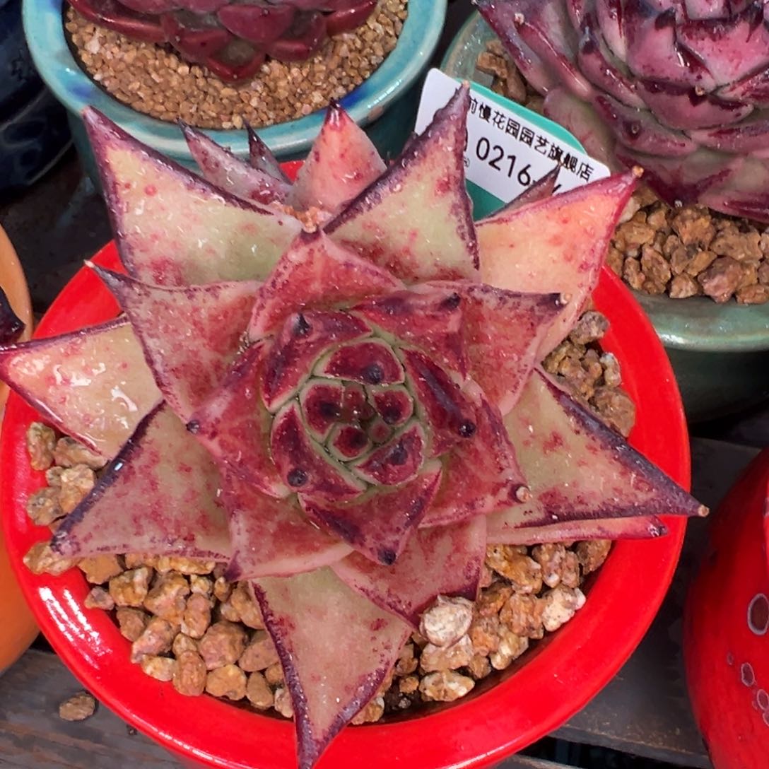 从前慢多肉精选编号0216.401