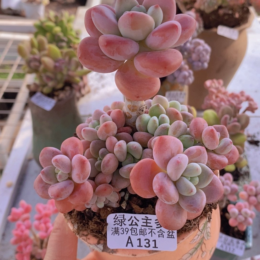 樱花洛神11cm131多肉植物