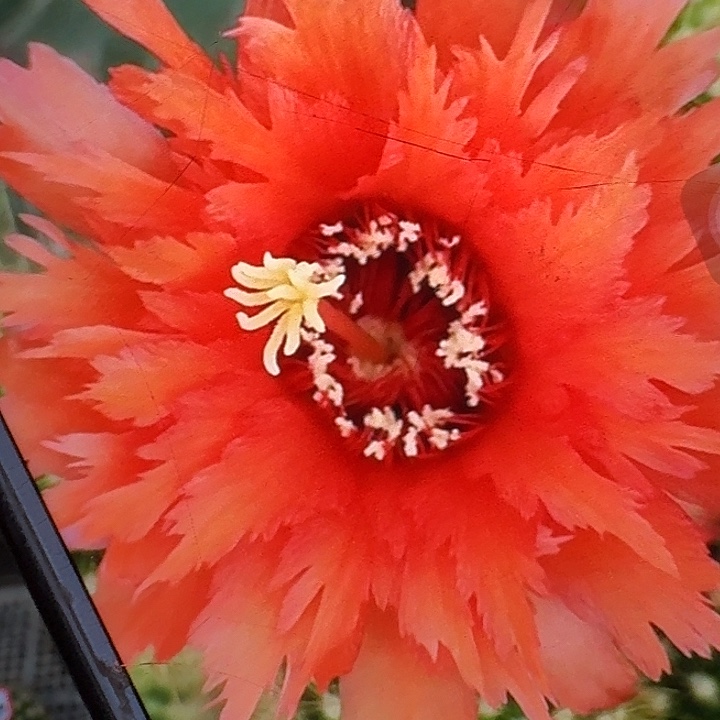 超级橙根哥9公分毛花柱