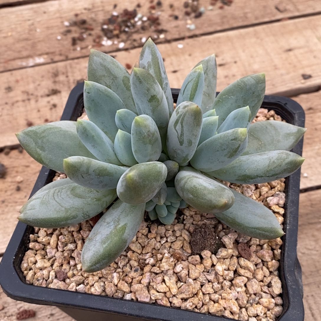 哥特大双头带小头，123757697