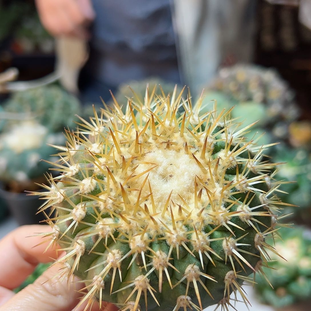 晚15号金刺孤龙无根6公分