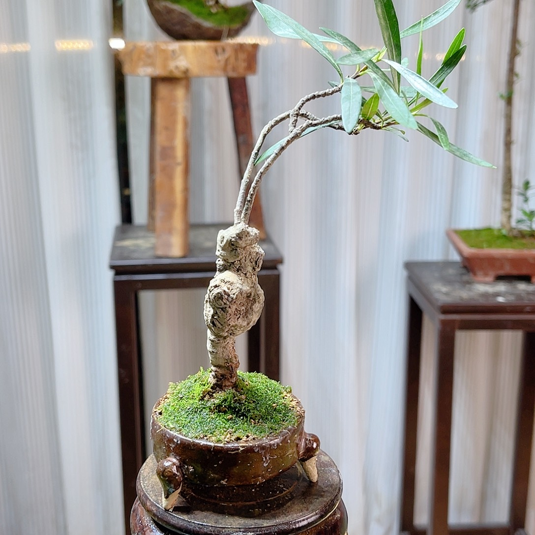 L***W无花朵5559999999999