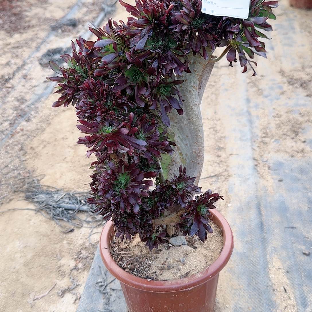 761黑法师有伤一颗呀呀