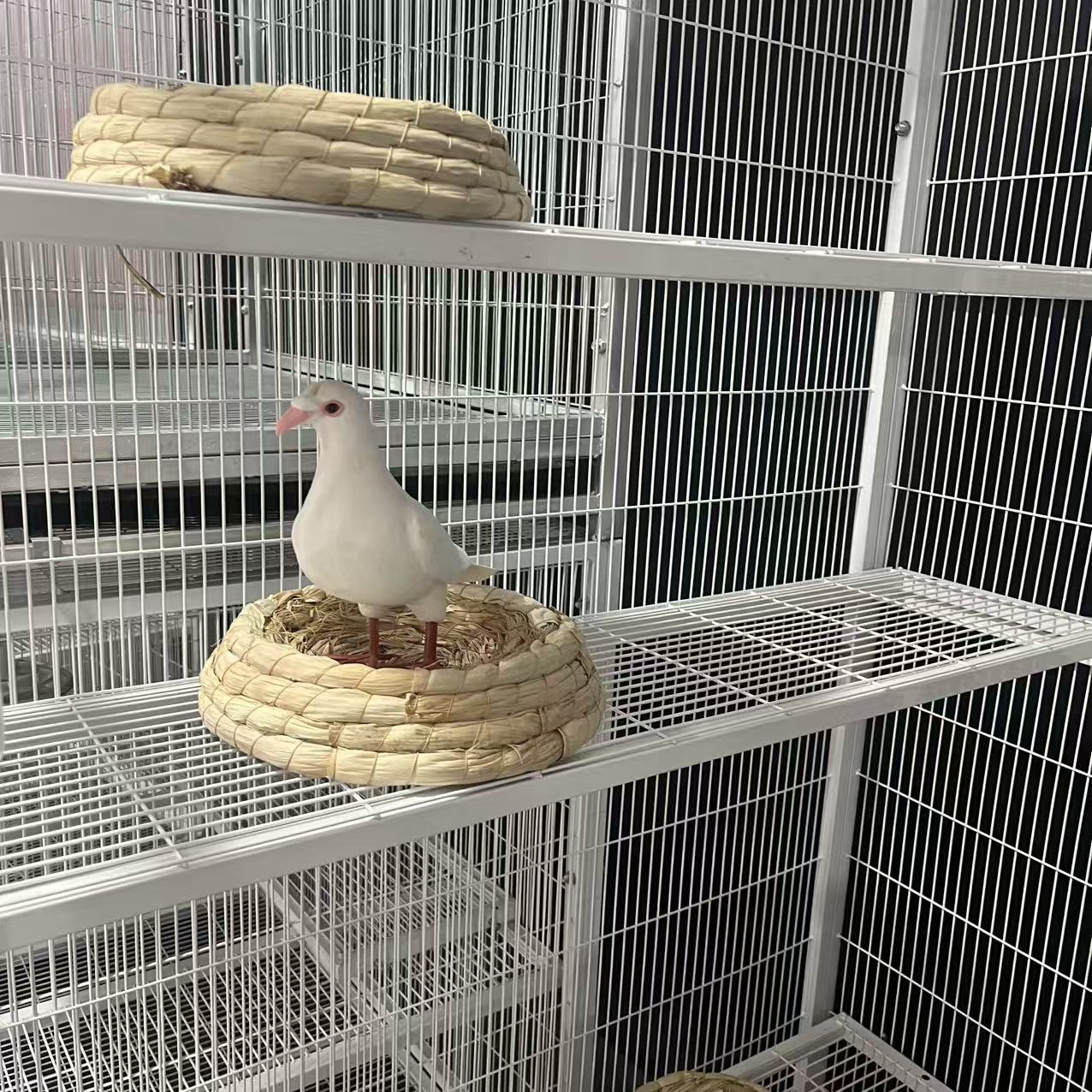 繁殖专用抱窝平台方管焊接站架鸽子小鸟配对用