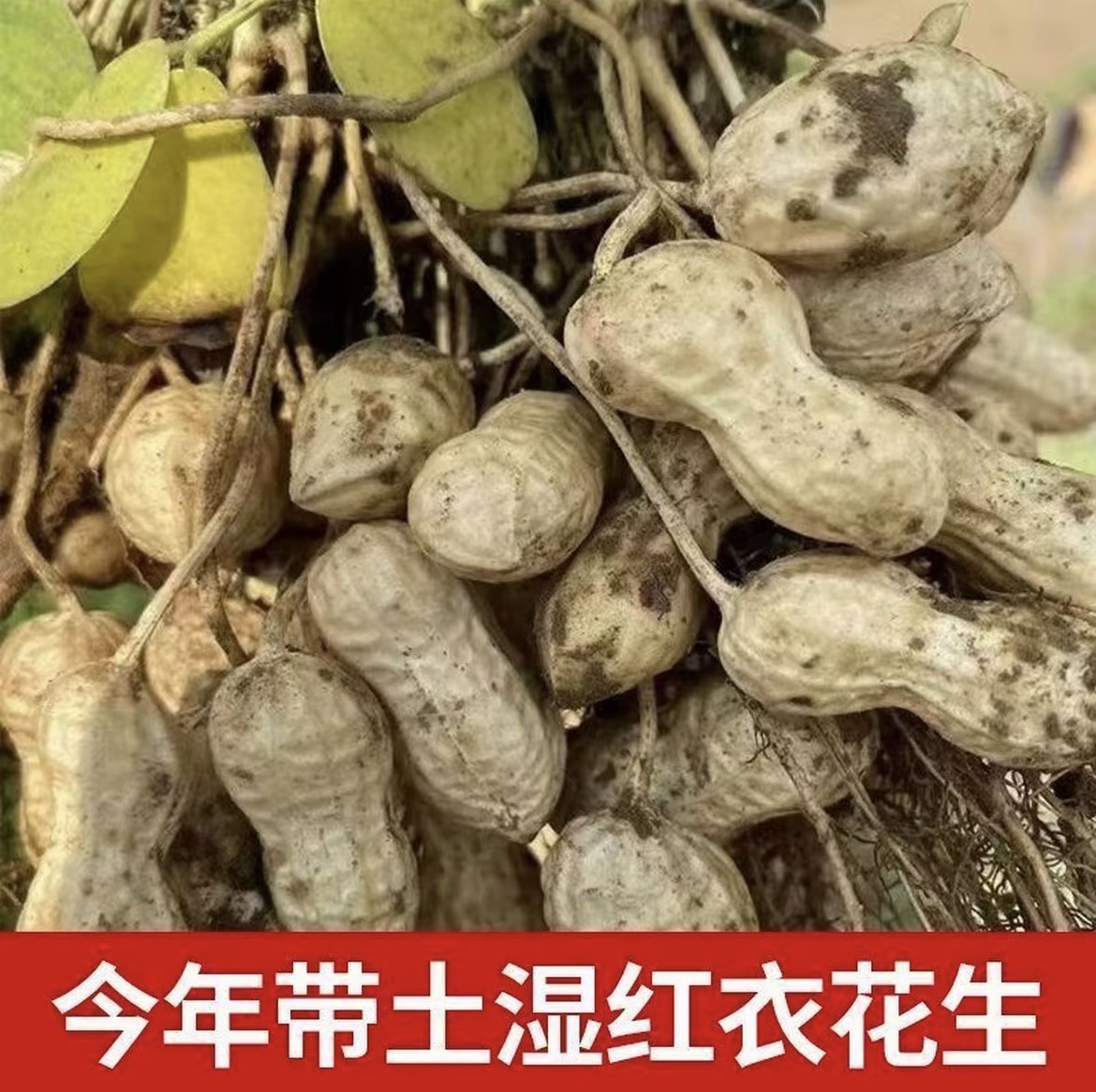 新鲜现挖带壳湿花生可生吃水煮农家自种当季鲜花生