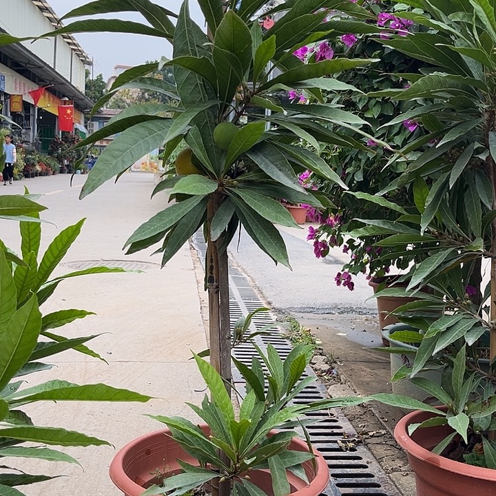 叶***具无花朵123456678995556566555