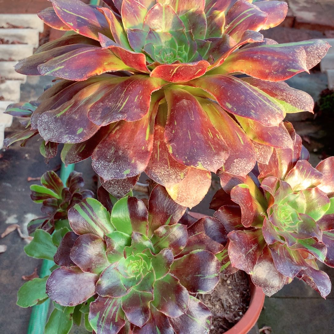 花斑鹿，多肉植物的