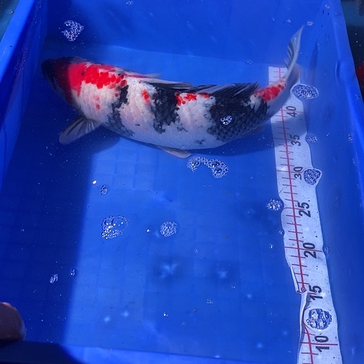 海水鱼锦鲤观赏鱼