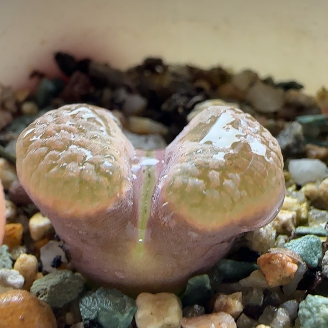 【闪购商品】16087     