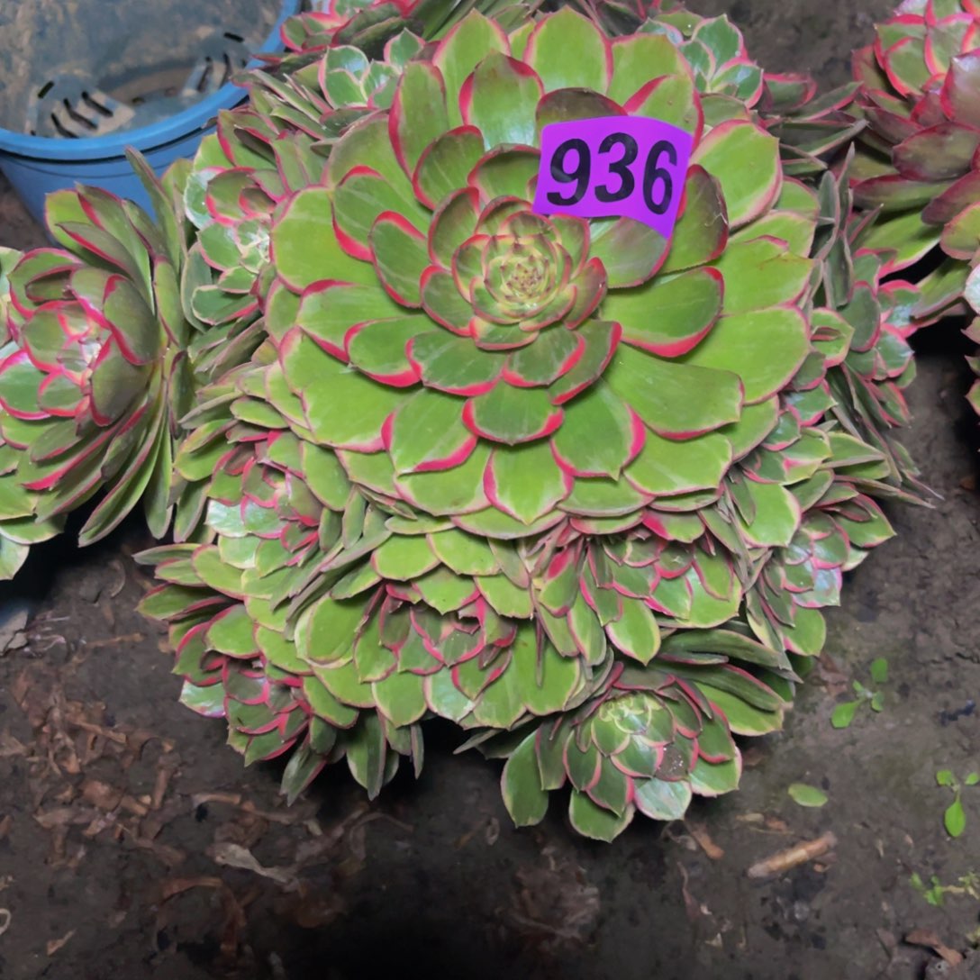 粉花妖26////32包邮