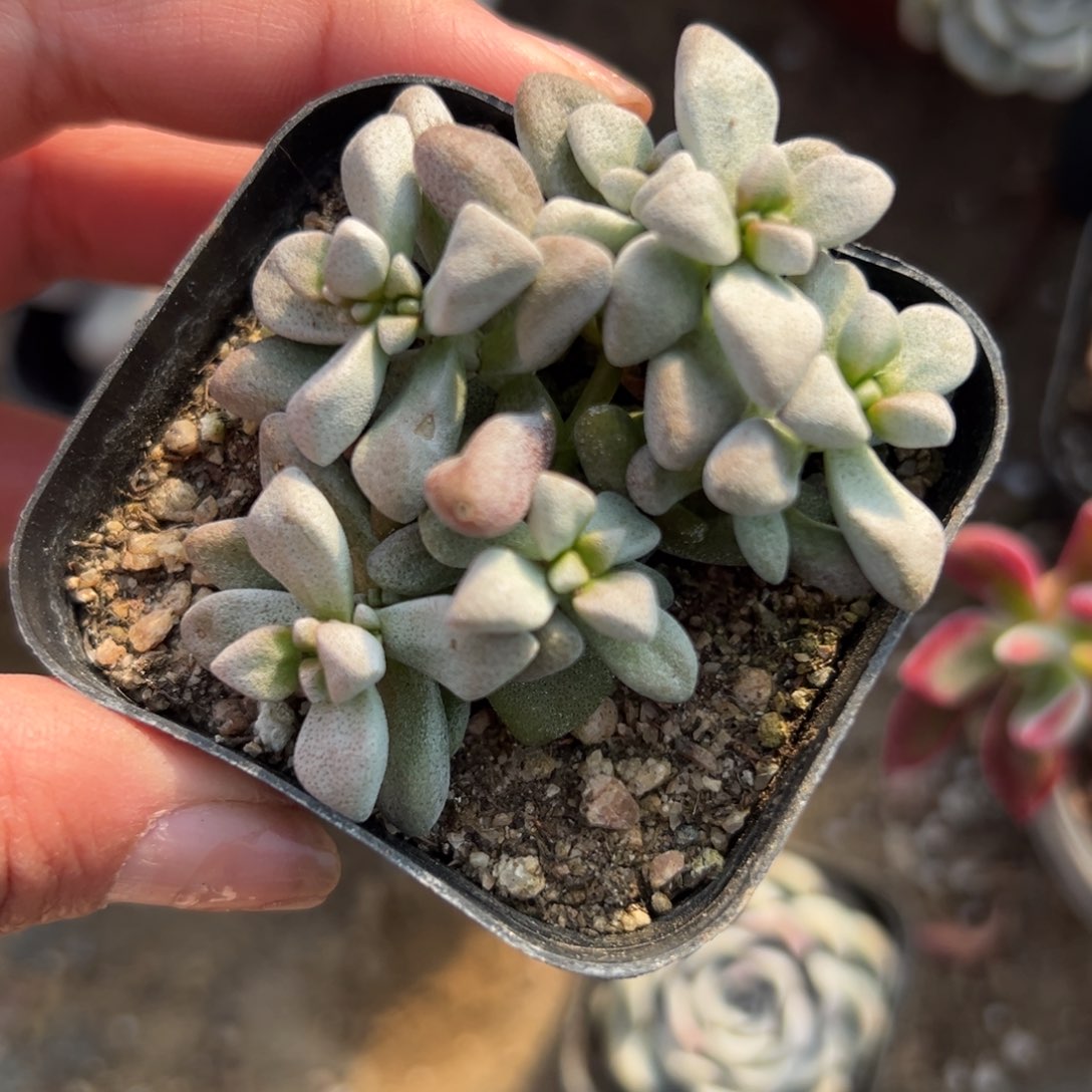 多肉植物多肉植物