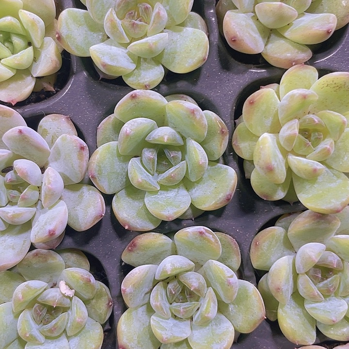 溏心冰冰精品多肉