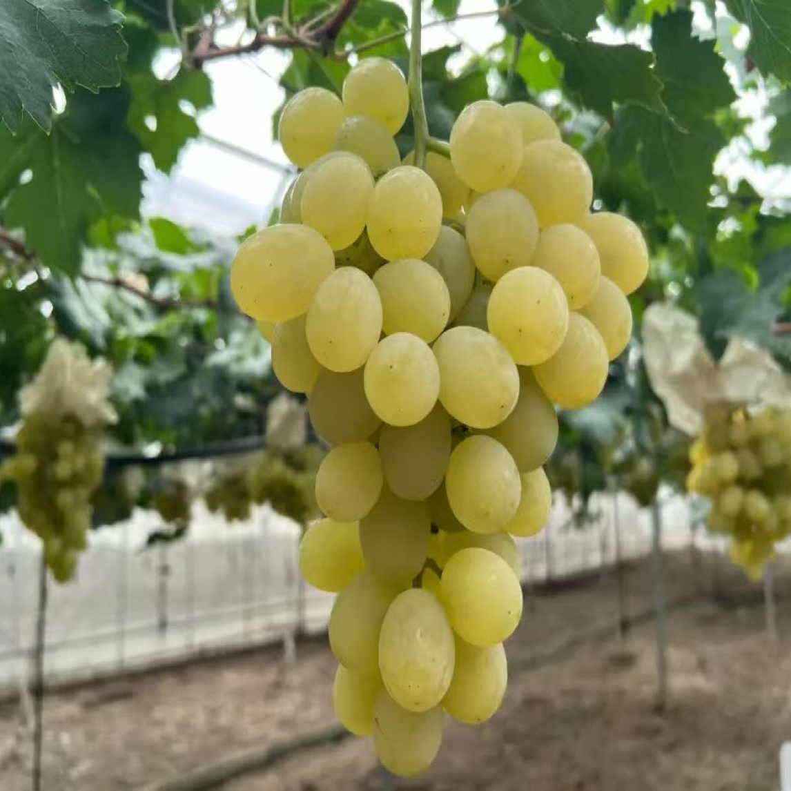 行雨苗木-白香蕉葡萄苗（夏黑砧木）品种特性苗细