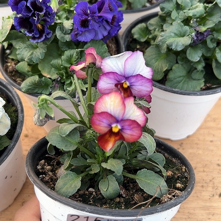 红陶抖音直播闪拍215