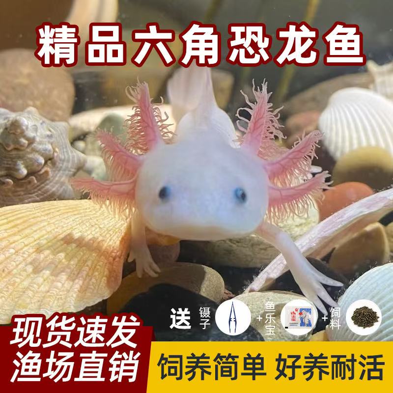 六角恐龙鱼美西螈蝾螈自来水好养冷水观赏鱼小宠物恐龙鱼娃娃鱼