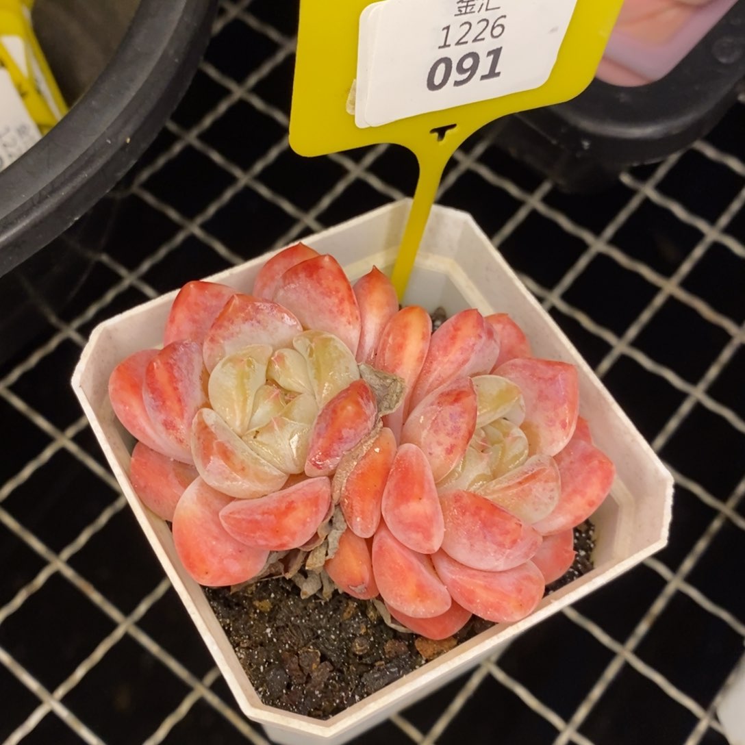 福利多多。1226091