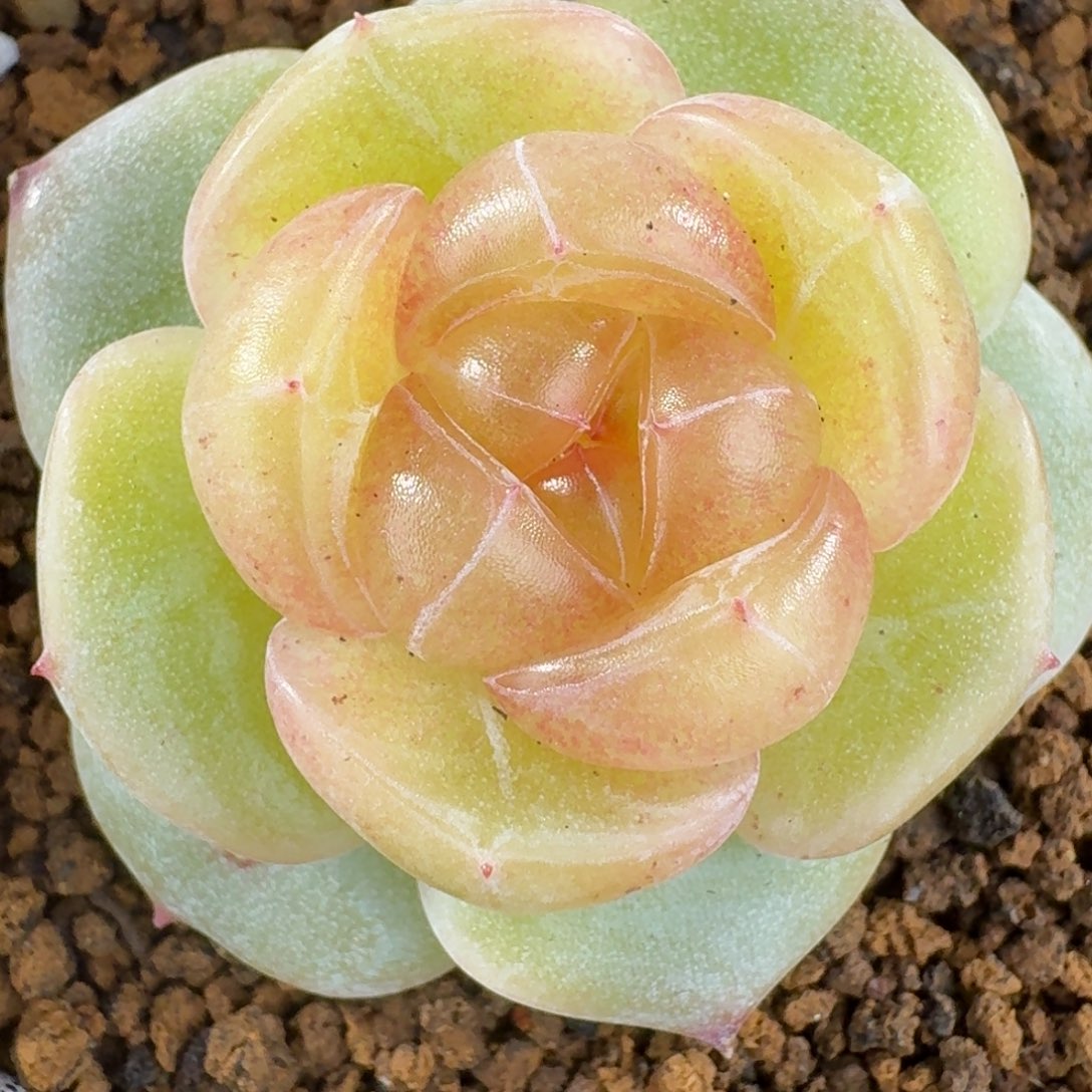 1230-90-图图单头一颗多肉