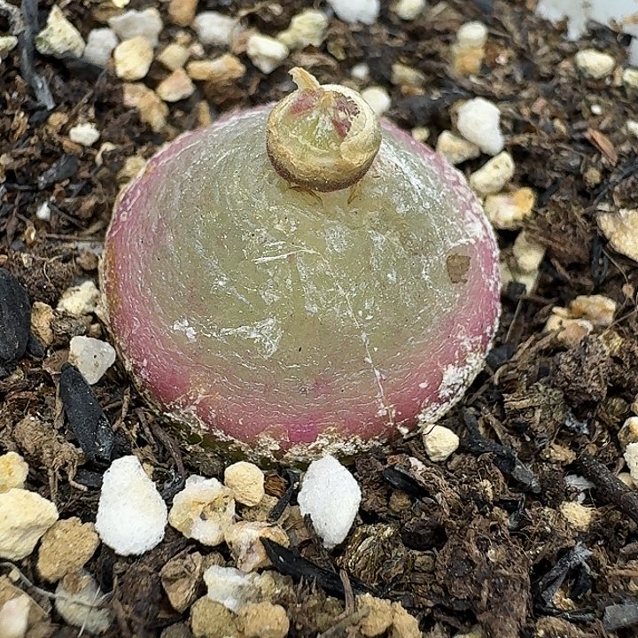 老马生石花2.2灯泡214