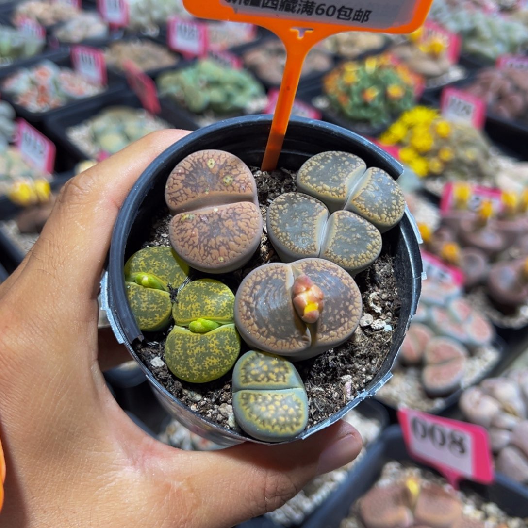 609 一物一拍，默认有伤，介意勿拍，不退不换