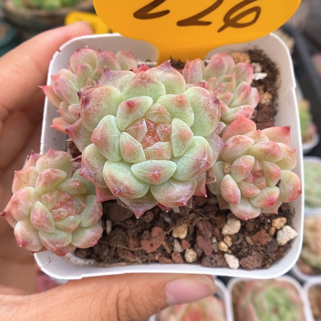 糖心冰魄群生224号。    