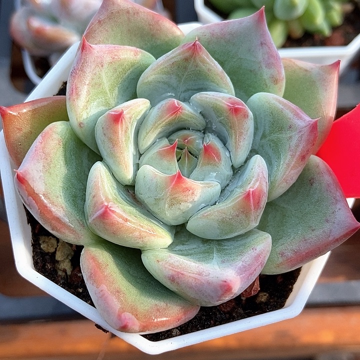 多肉植物婚戒2030