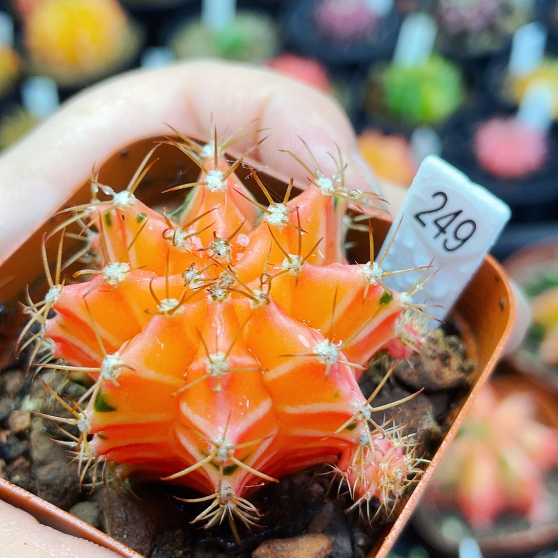 非偏远地区满25包邮仙人球裸根