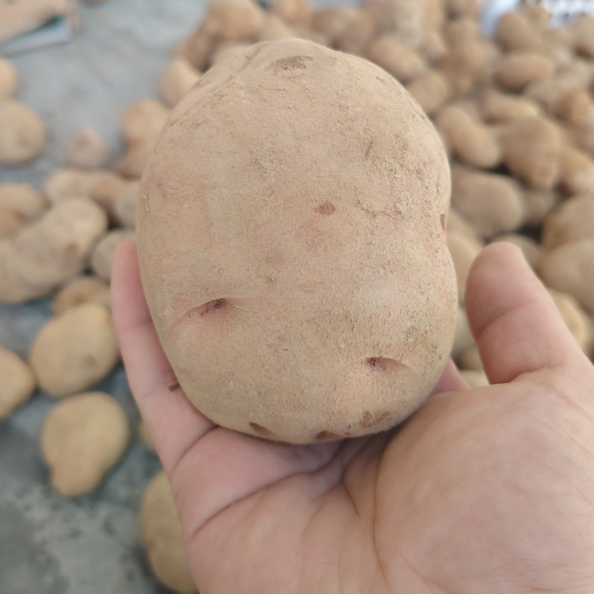 上新 老品种电棒白心土豆黄皮白心美味可多种方式烹饪的洋芋