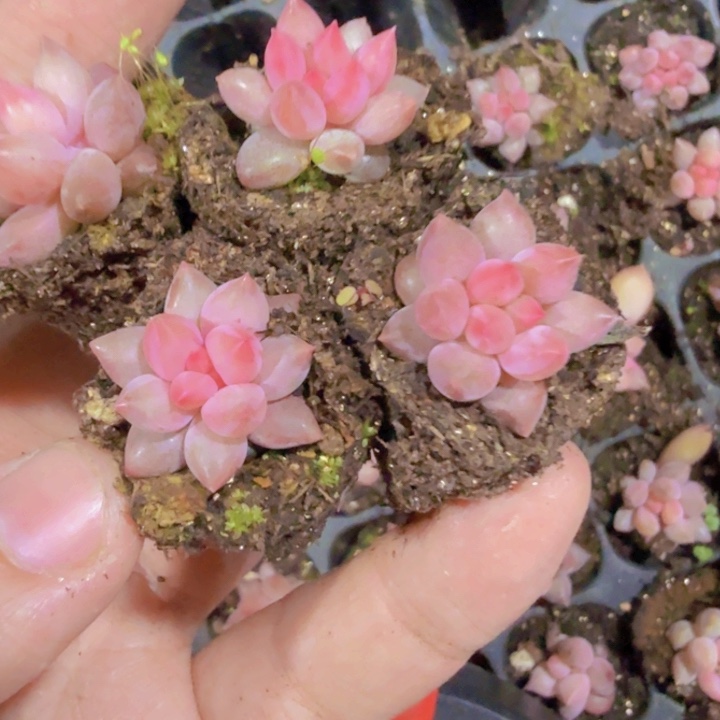 车厘子穴盘五颗一组