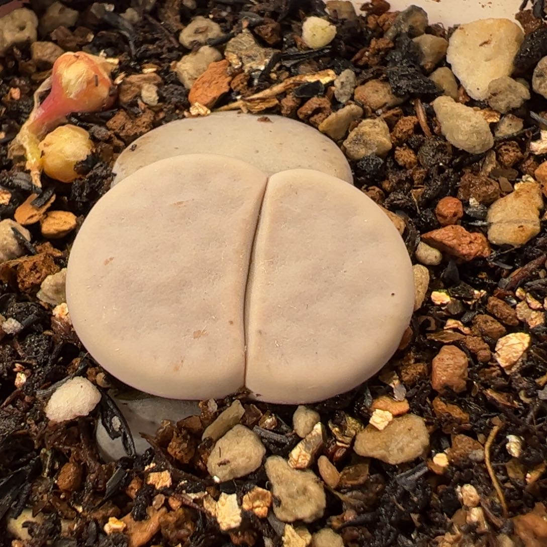 114多肉植物百科