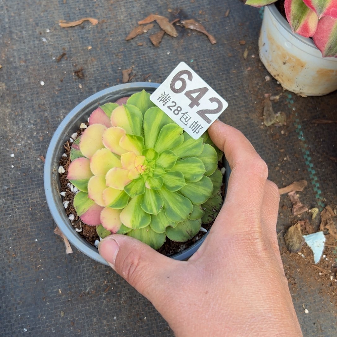 缘***空多肉植物642小单头