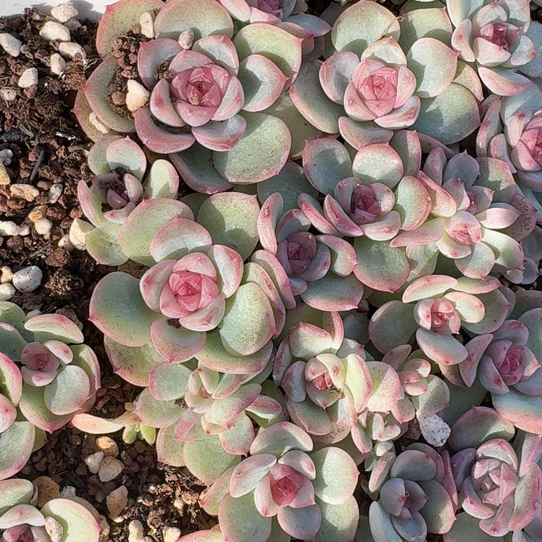 如图编号麦芽糖30叶插苗随机3个头一份