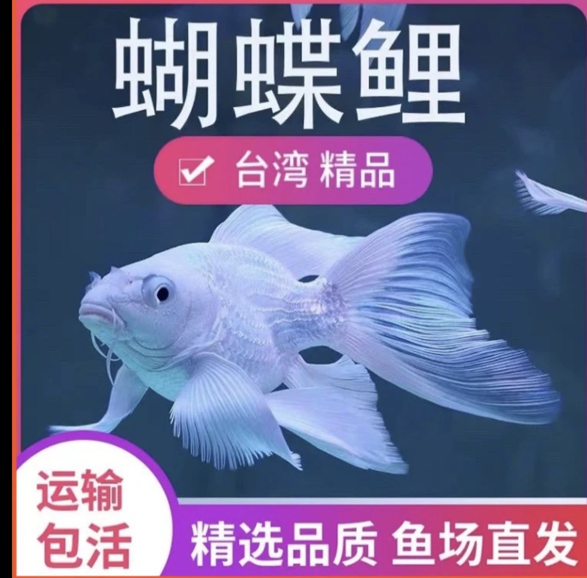 狮子头赛级蝴蝶鲤纯种石膏白短球体观赏鱼淡水精品活体11-14尺寸