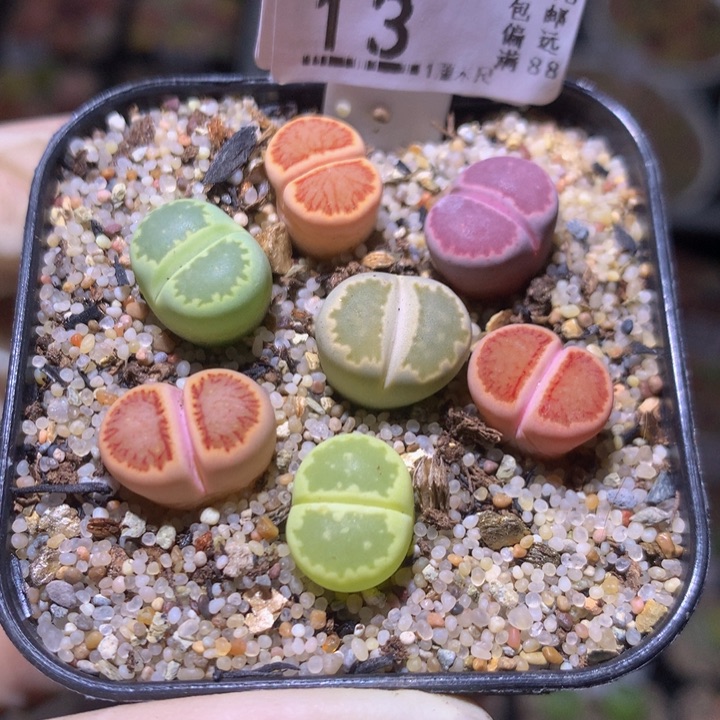 精品生石花311.13