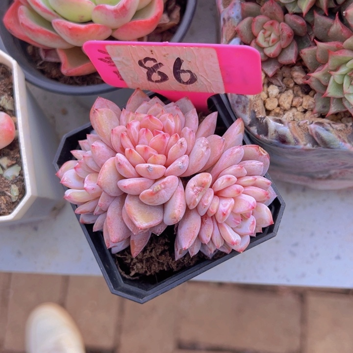 健健康康平平安安