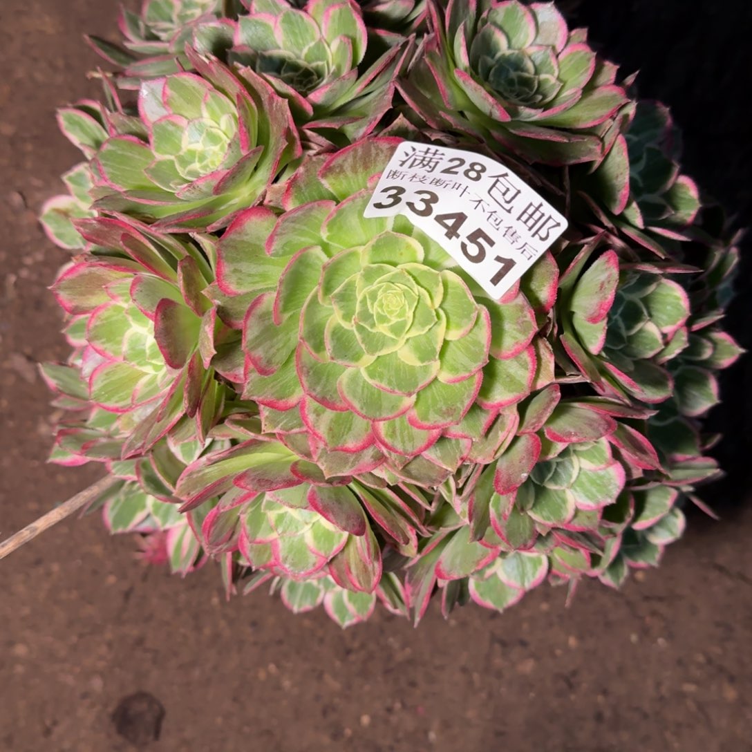 33451水蜜桃多肉植物